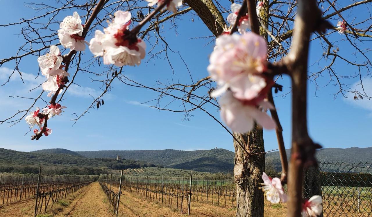 Agriturismo Fusini Magliano in Toscana Exterior photo